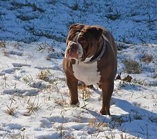 Brown and white bulldog standing in snow, looking at the viewer.