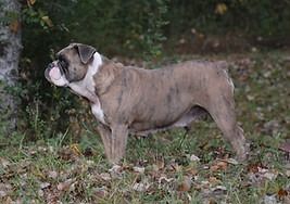 Brindle-coated Bulldog stands in a grassy area with trees in the background; white markings on face and chest.