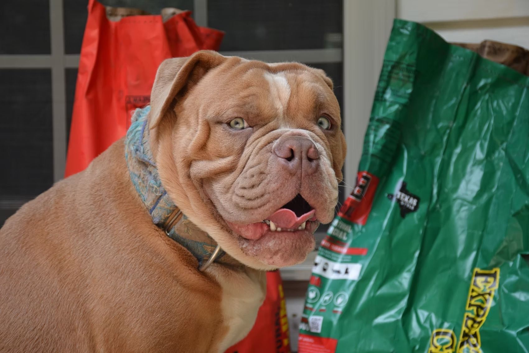 Brown bulldog with open mouth, light eyes, and wrinkled face, next to green and red bags.