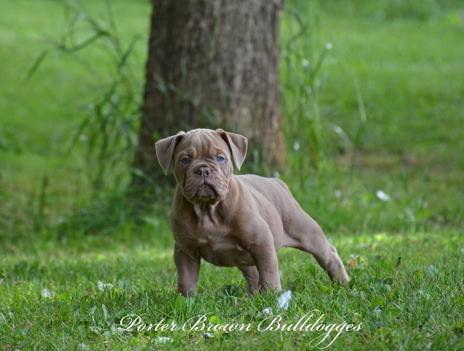 Brown bulldog puppy standing on grass near a tree.