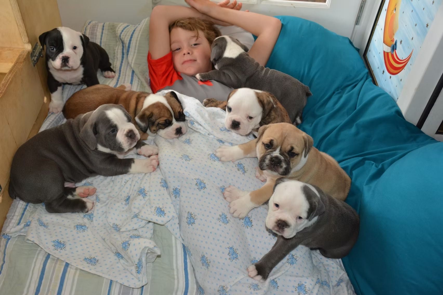 Boy surrounded by eight bulldog puppies on a bed.