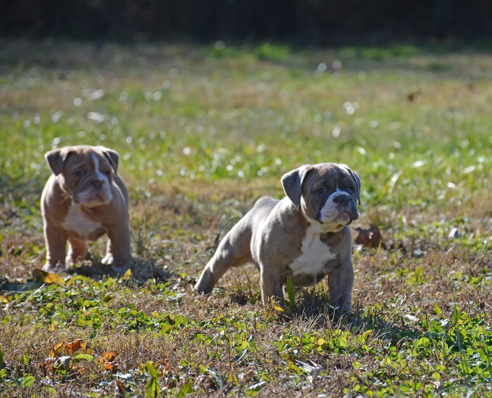 Two bulldog puppies in a grassy yard; one tan, the other brindle, looking at the camera.