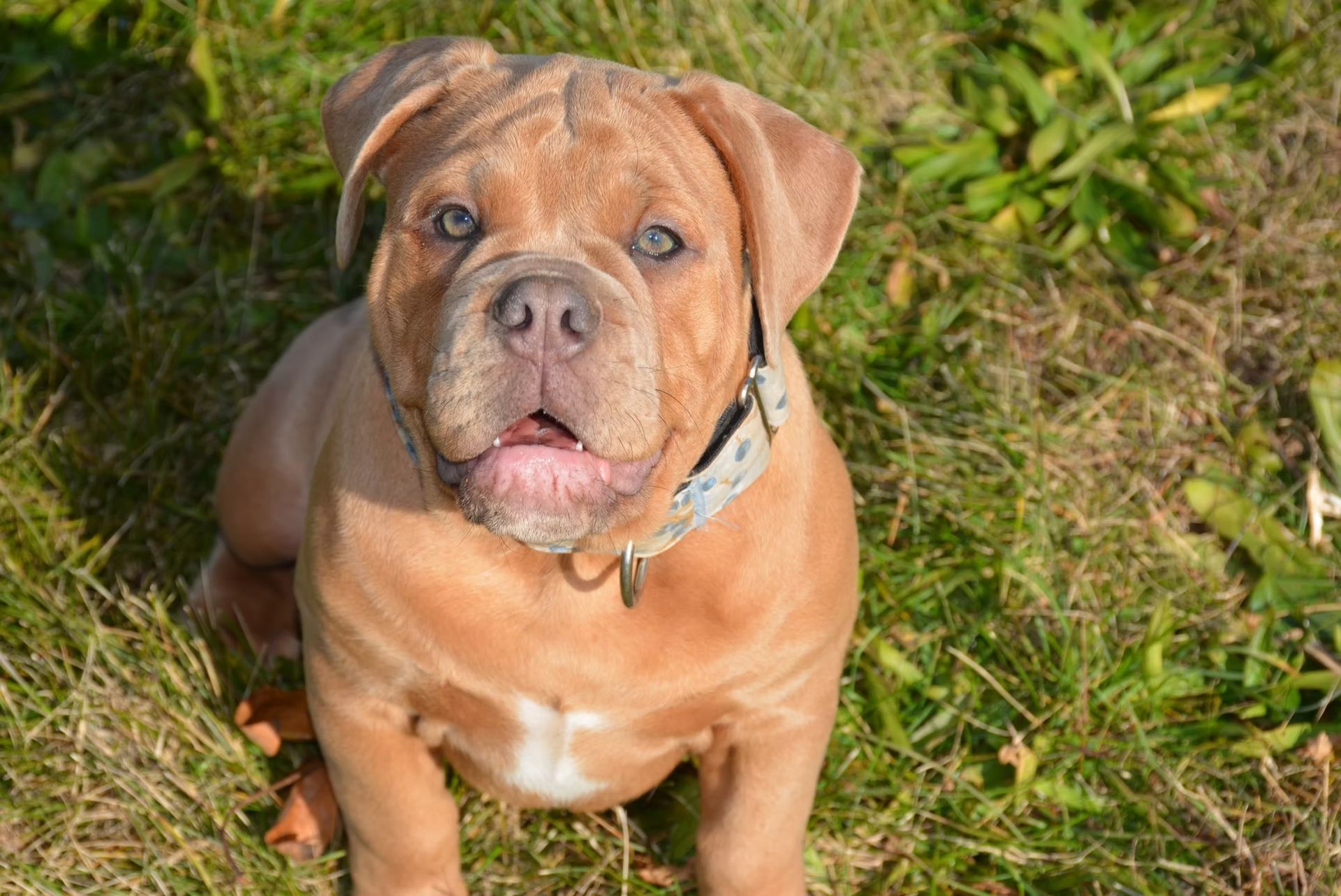 Tan-colored bulldog puppy with open mouth, sits on grass, looking up.