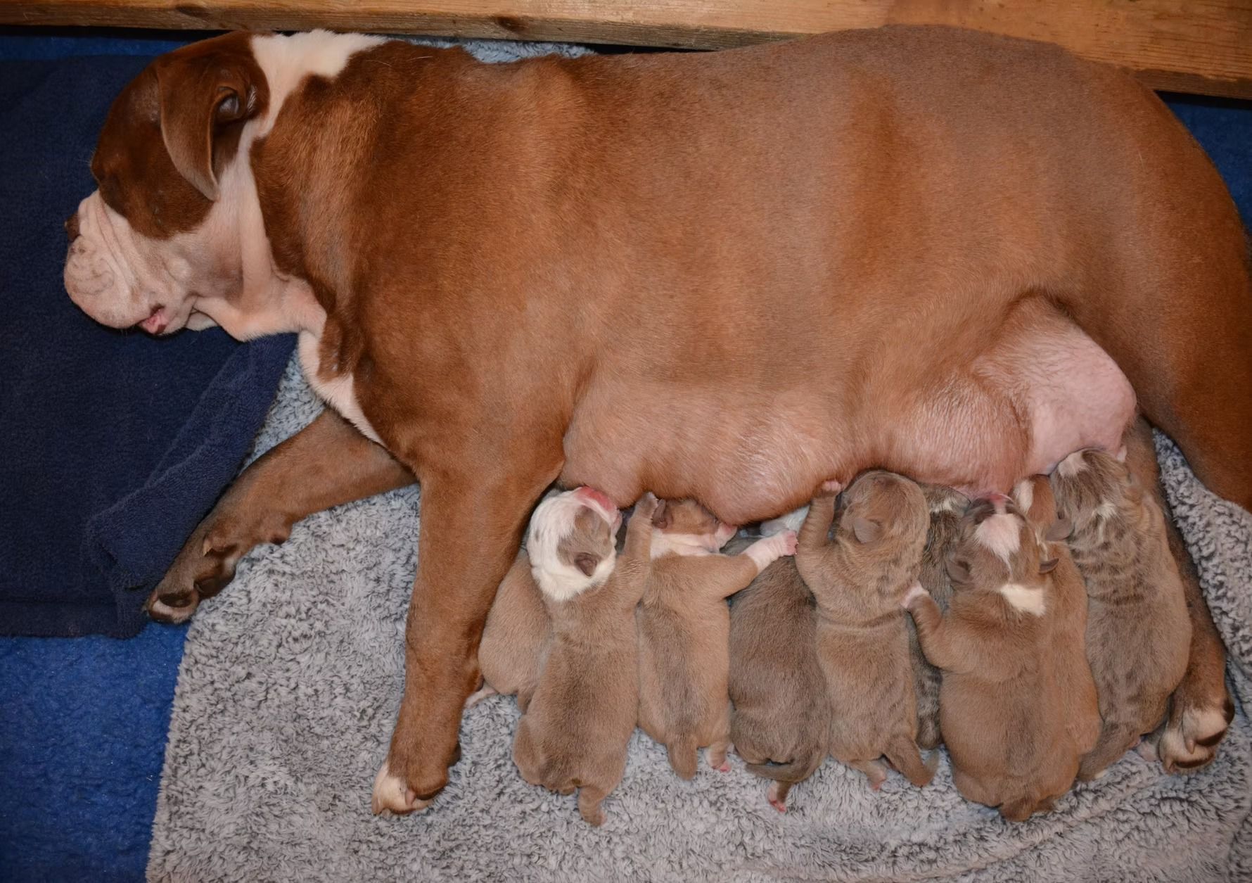Brown dog nursing several puppies on a blanket.