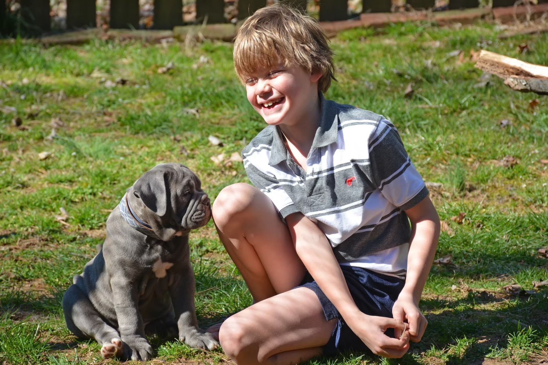 Boy smiles at a large, gray puppy sitting on grass. Sunlit backyard.