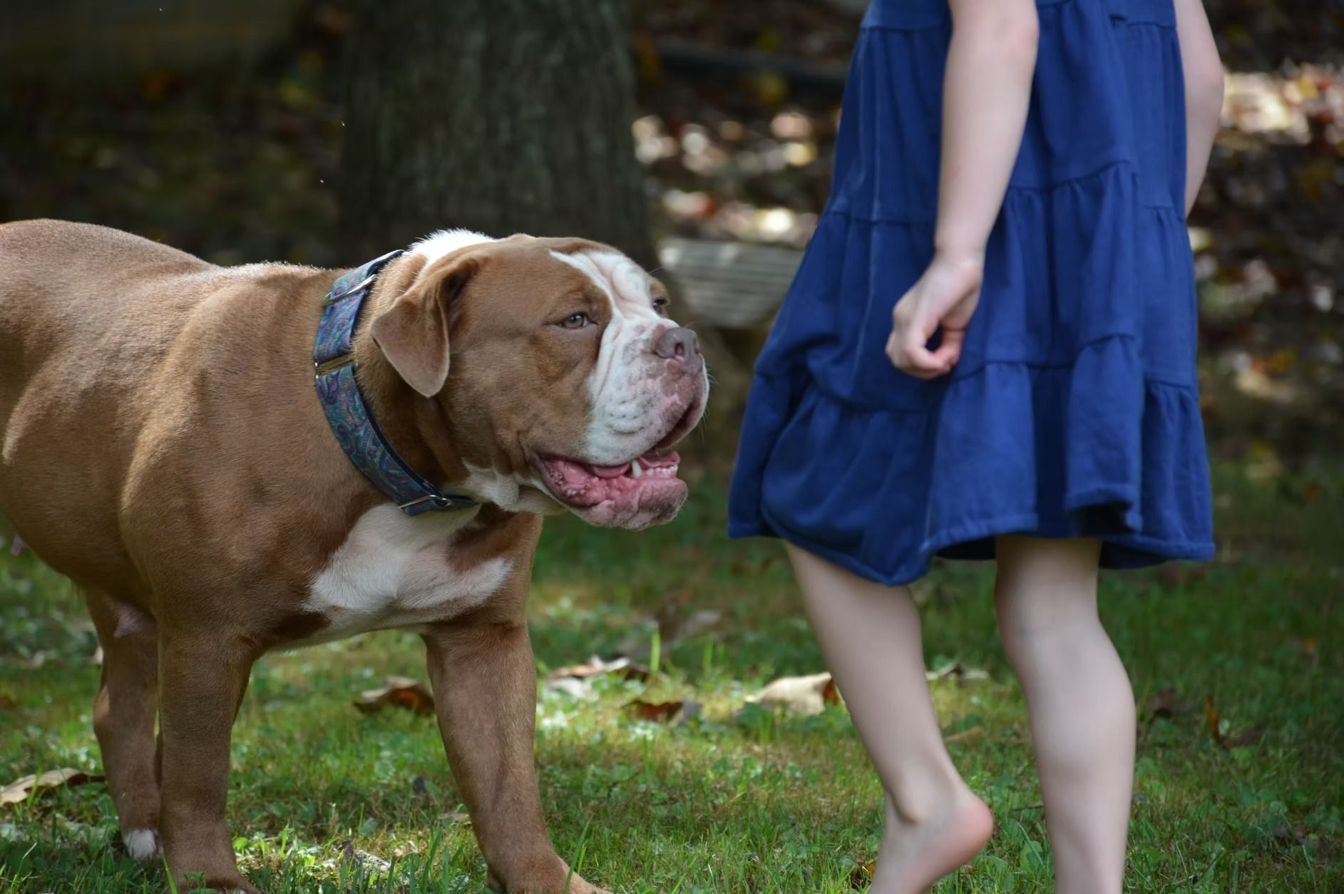 Brown and white dog facing a child in a blue dress, standing in a grassy yard.