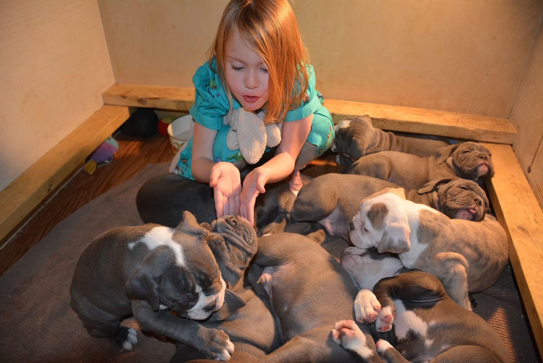 Girl surrounded by many gray puppies, blowing at them with a stuffed animal, in a wooden pen.