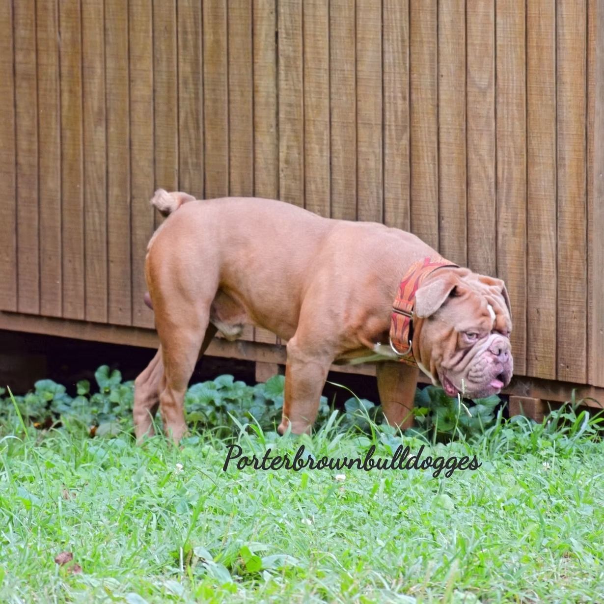 Brown bulldog stands on grass near a wooden wall.