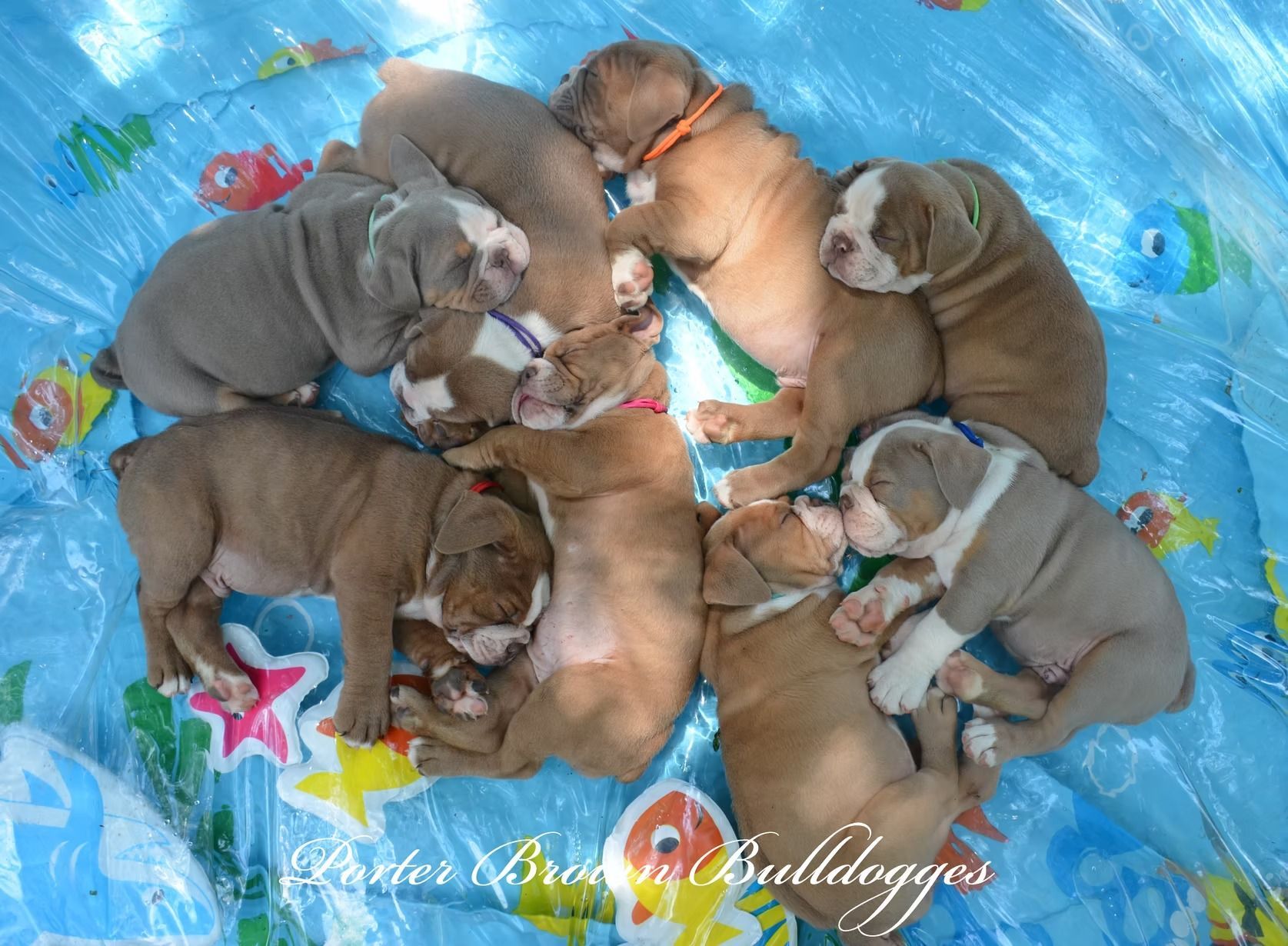 Pile of tan and white Bulldog puppies sleeping on a blue, patterned surface.