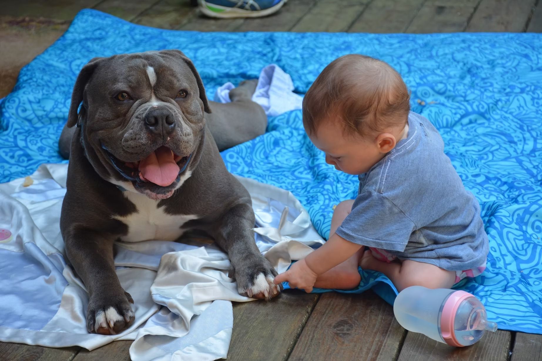 Pit bull dog and baby playing on blue blanket. Dog has open mouth, baby touches dog's paw.