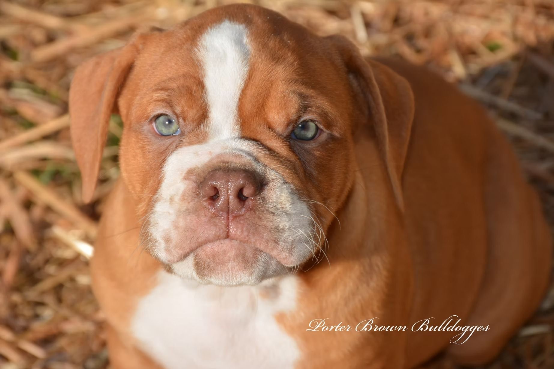 Brown and white bulldog puppy with blue eyes.