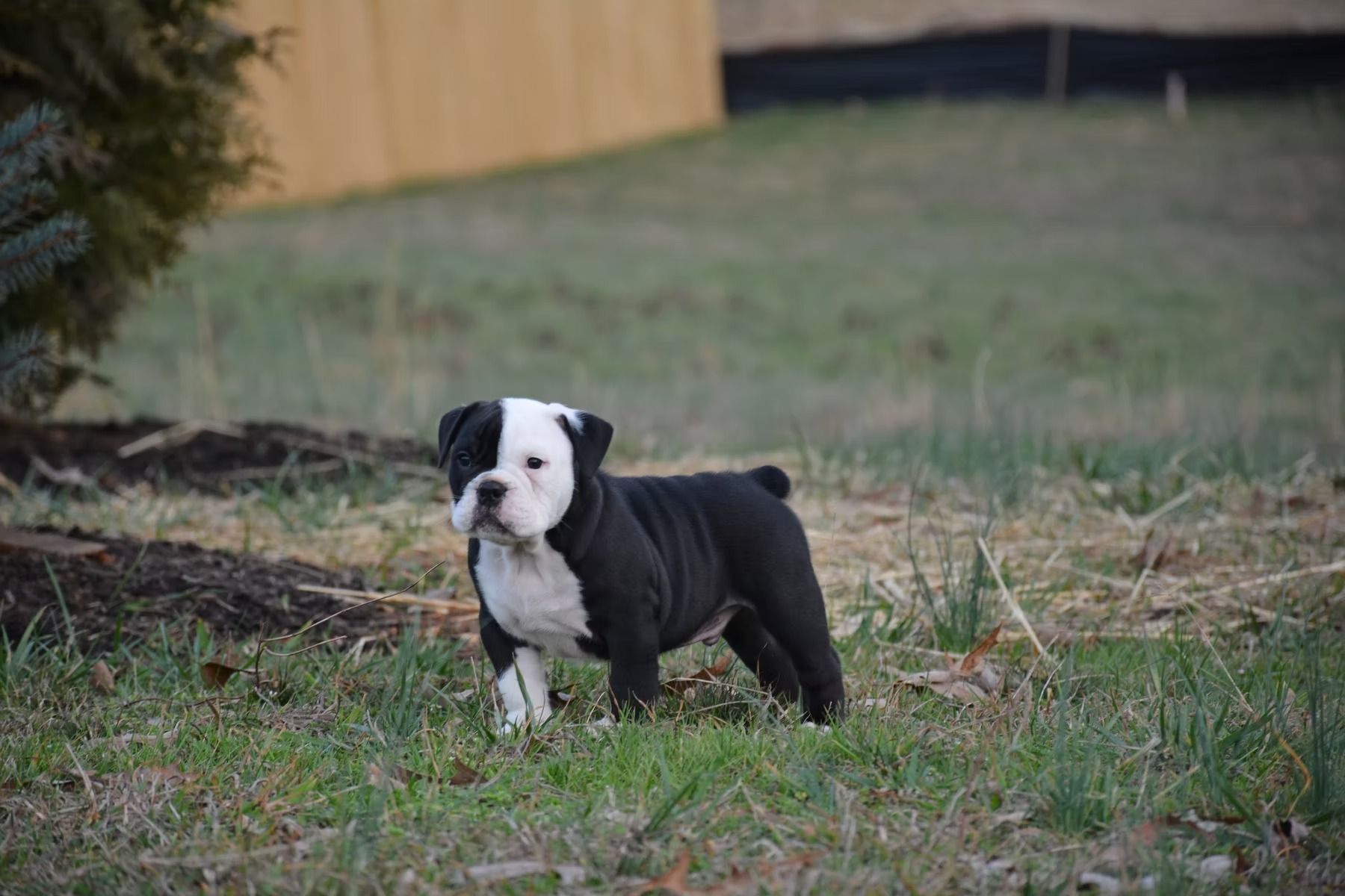 Black and white bulldog puppy standing in grass.