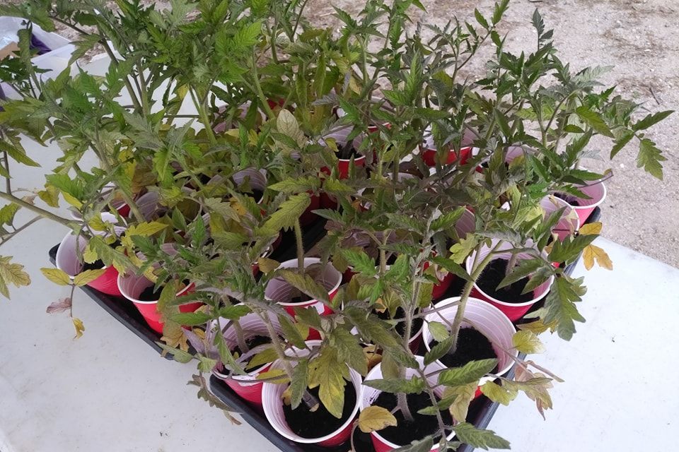 Freshly baked bread.