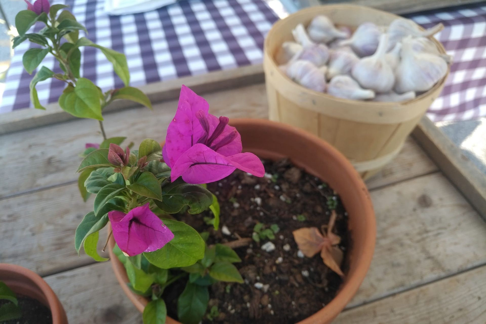Flesherton Farmers' Market plants