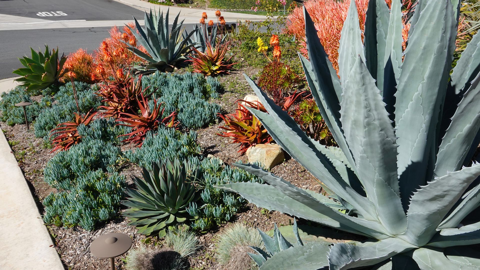 A garden with a lot of different types of plants