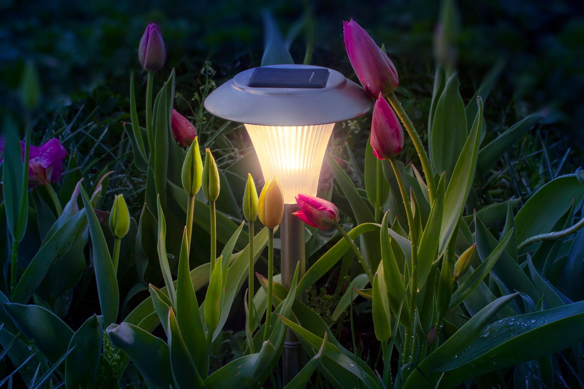 A solar powered lamp is shining in a garden at night.