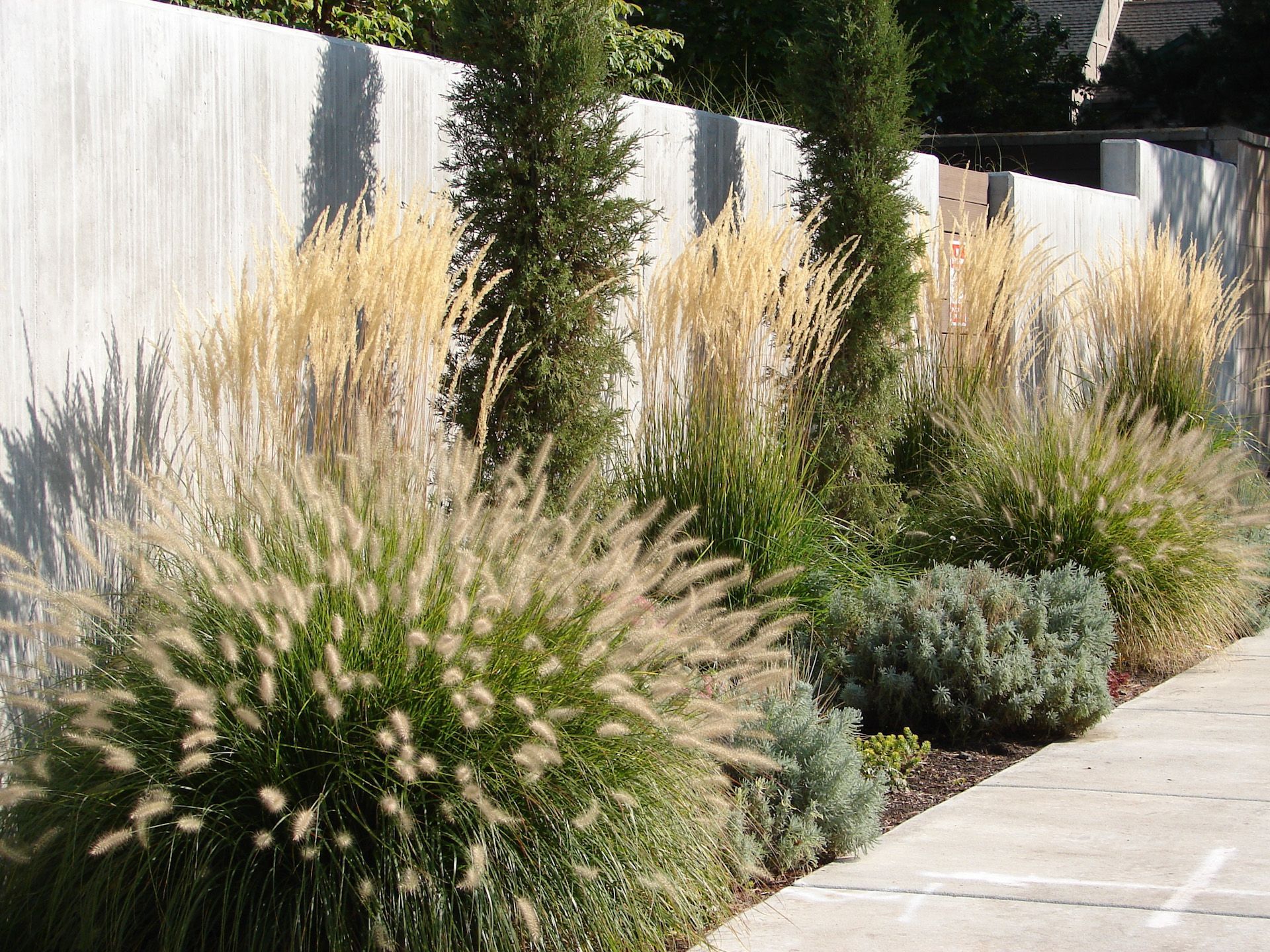 A row of plants along a sidewalk next to a fence