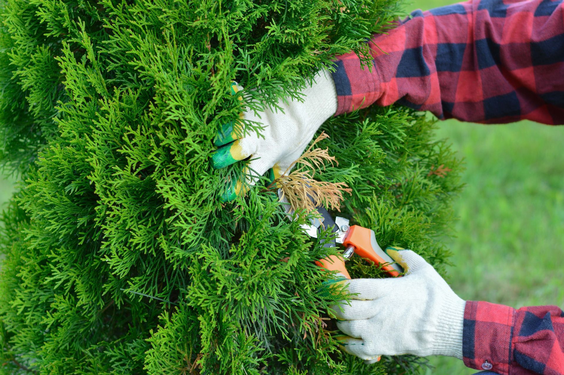 A person is cutting a tree with a pair of scissors.