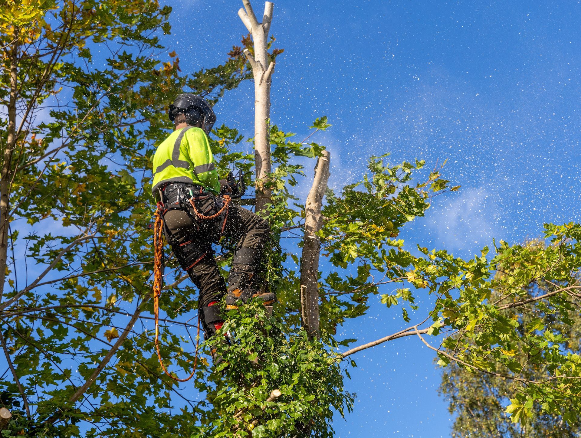 A man is cutting down a tree with a chainsaw.