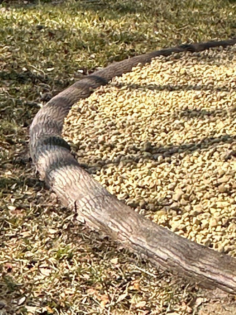 A long, curved log borders gravel ground from grassy lawn.