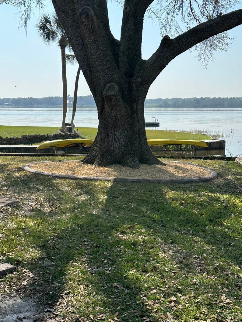 A large tree with a light-brown mulch ring sits on a grassy bank next to a lake, with yellow kayaks visible.