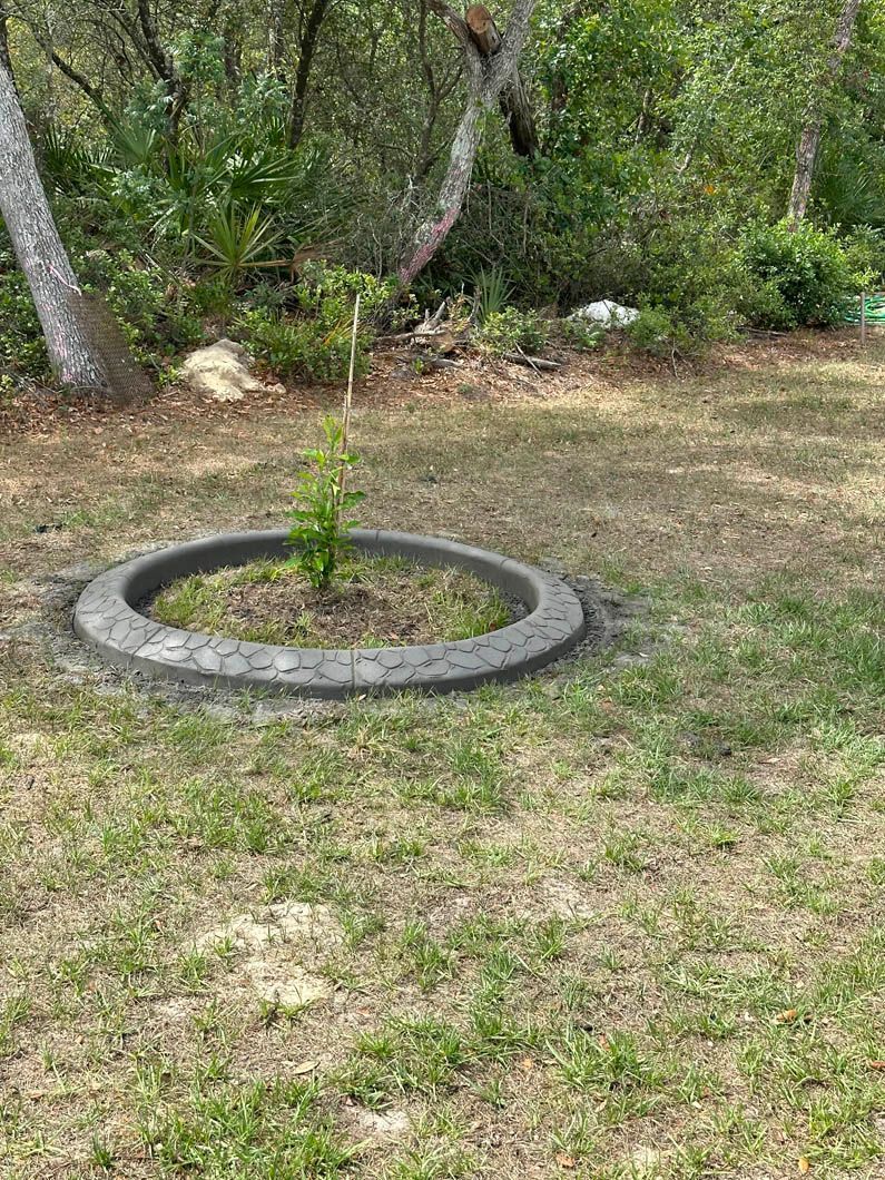 Young tree in a circular concrete planter on a grassy lawn, forest in the background.