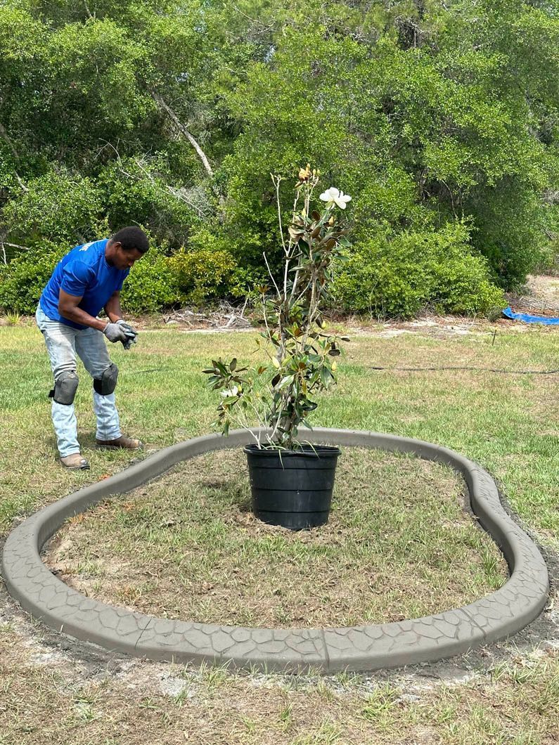 Man installing a concrete landscape border around a potted tree in a grassy yard.