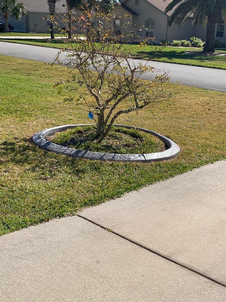 A tree in a circular concrete bed in a grassy front yard next to a sidewalk, with a house in the background.