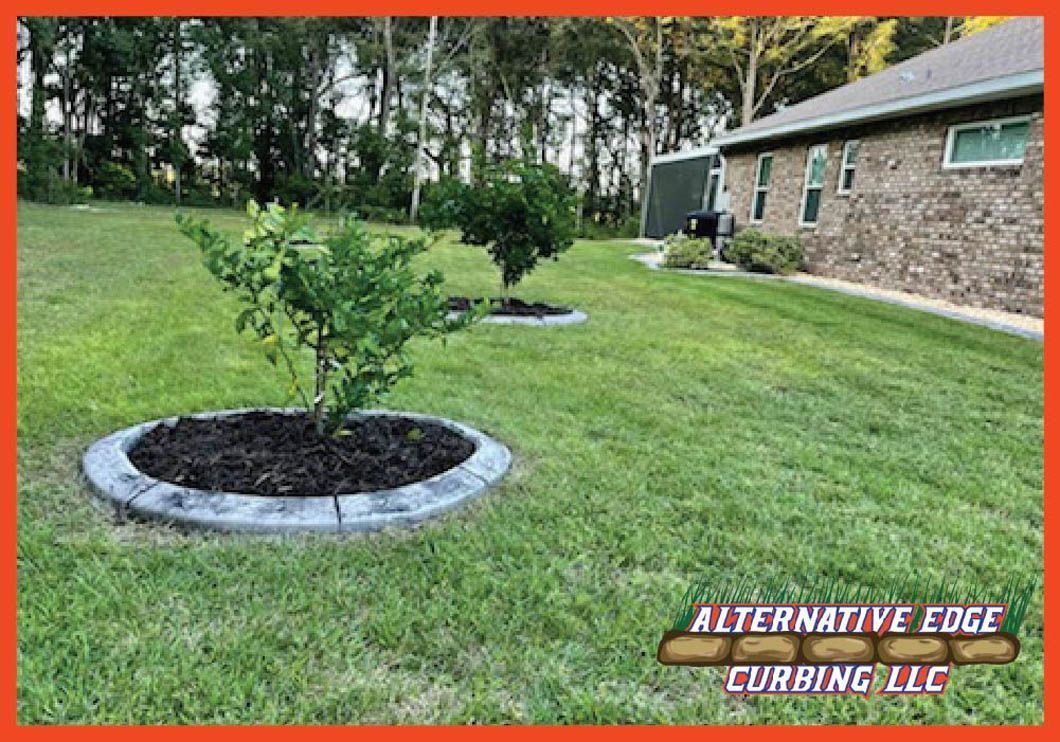 Two small trees surrounded by concrete edging in a grassy yard next to a house.