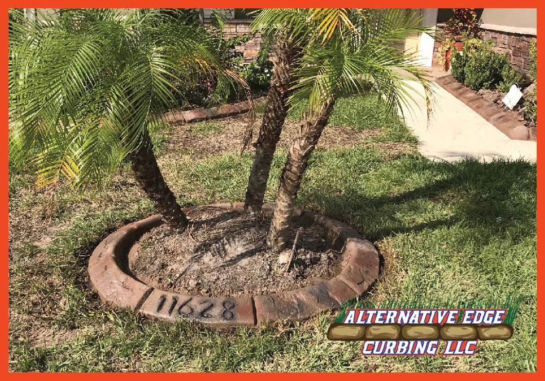 Palm tree in yard with decorative concrete curbing, surrounded by grass.