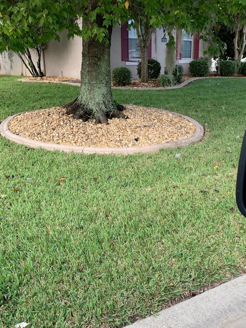 Tree in lawn with tan stone bed and concrete border.