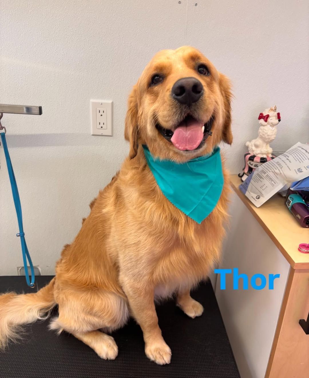 A dog wearing a blue bandana is named thor