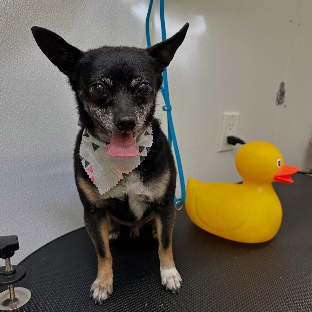A small black dog is sitting on a table next to a yellow rubber duck