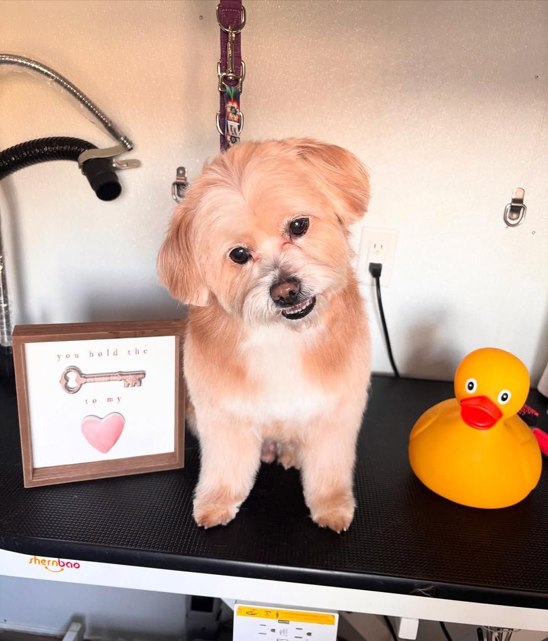 A small dog is sitting on a table next to a yellow rubber duck