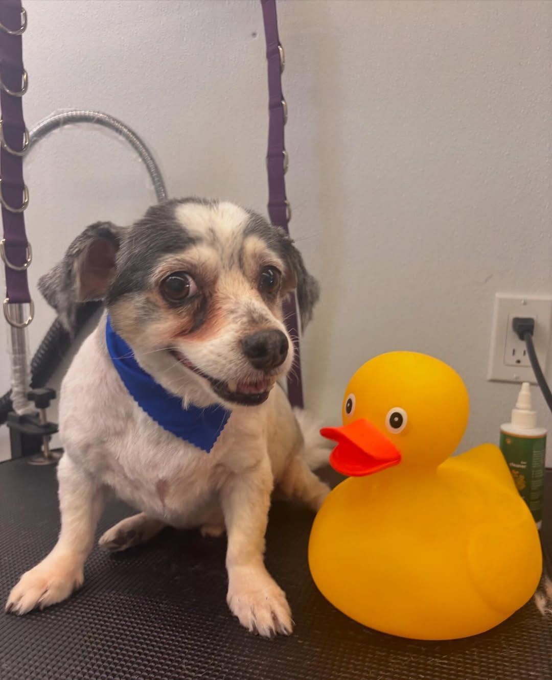 A small dog is sitting next to a yellow rubber duck.