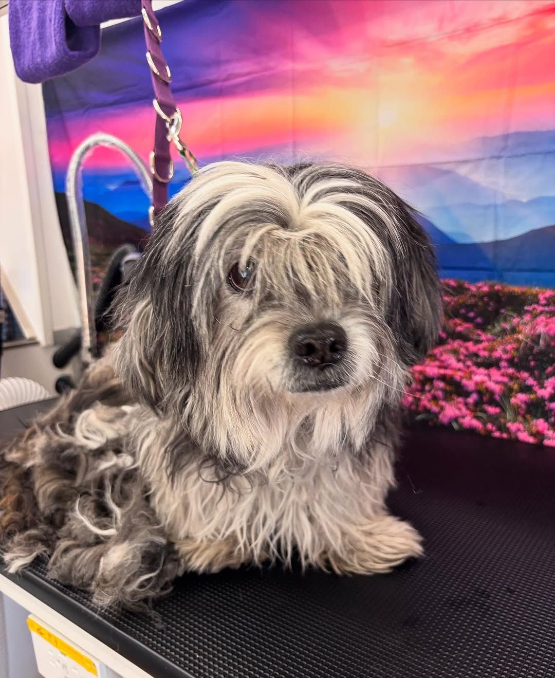 A small gray and white dog is laying on a grooming table.