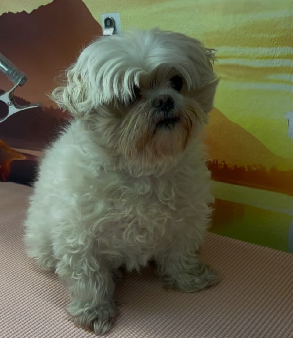 A small white dog is sitting on a bed