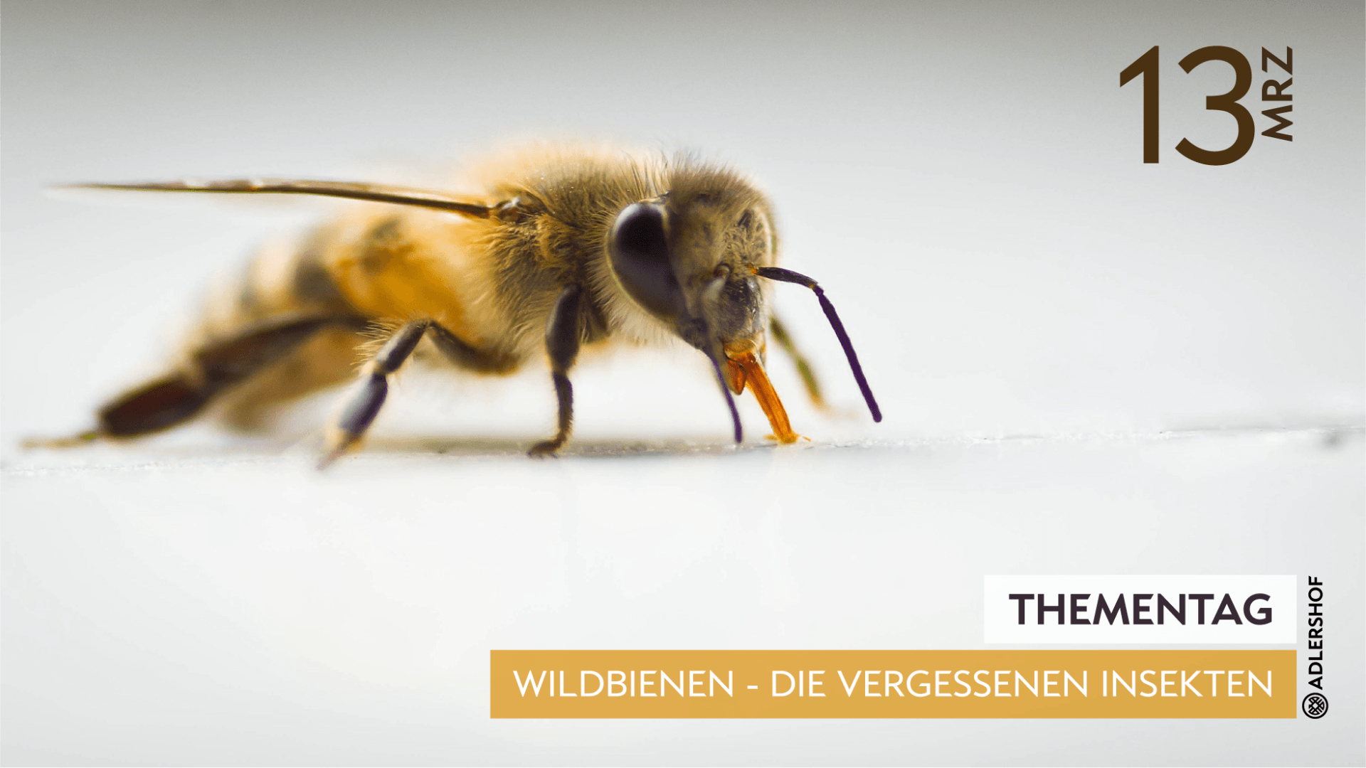 Rittergut Adlershof Umweltzentrum Oberlauterbach Vogtland NUZ - Workshop Wildbienen © Jens Reiher