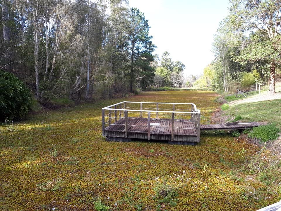 A Wooden Platform Is In The Middle Of A Swamp Surrounded By Trees — Dams Cleaned in Mudjimba, QLD