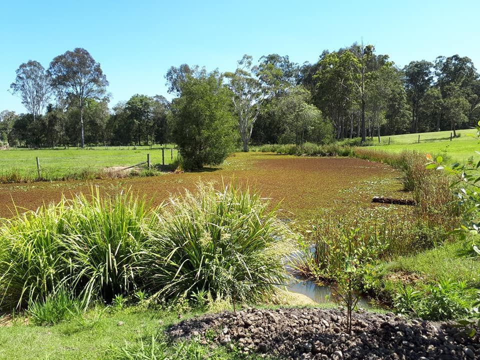 A Small Pond Surrounded By Grass And Trees On A Sunny Day — Dams Cleaned in Gold Coast, QLD