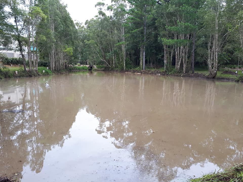 A Muddy Pond Surrounded By Trees In A Park — Dams Cleaned in Sunshine Coast, QLD