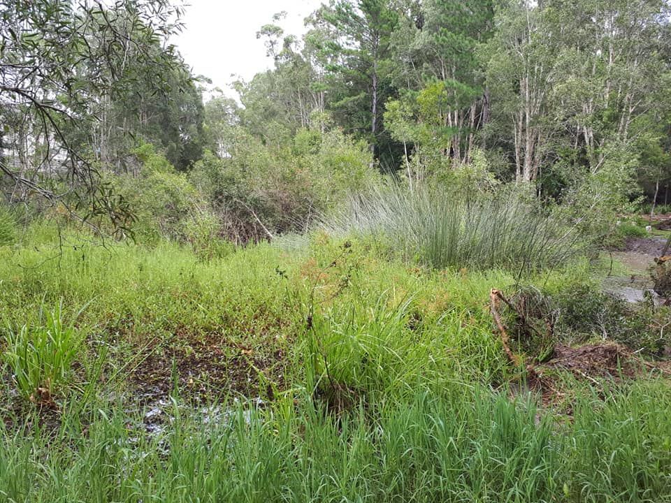 A Field Of Tall Grass With Trees In The Background — Dams Cleaned in Mudjimba, QLD