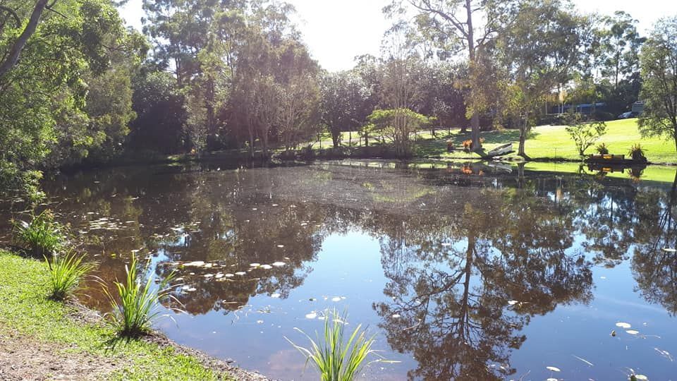 A lake surrounded by trees and grass on a sunny day