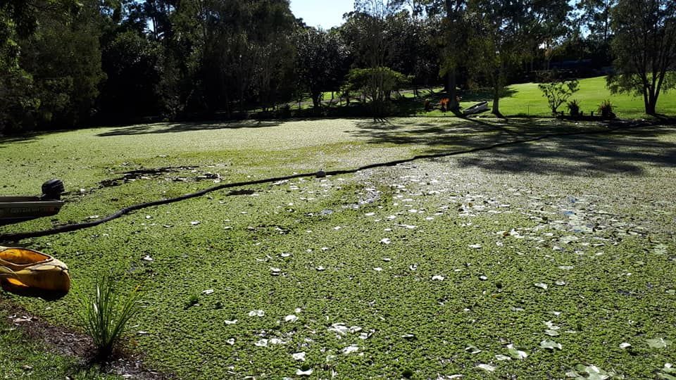 A Swamp With A Lot Of Algae And Trees In The Background — Dams Cleaned in Gympie, QLD