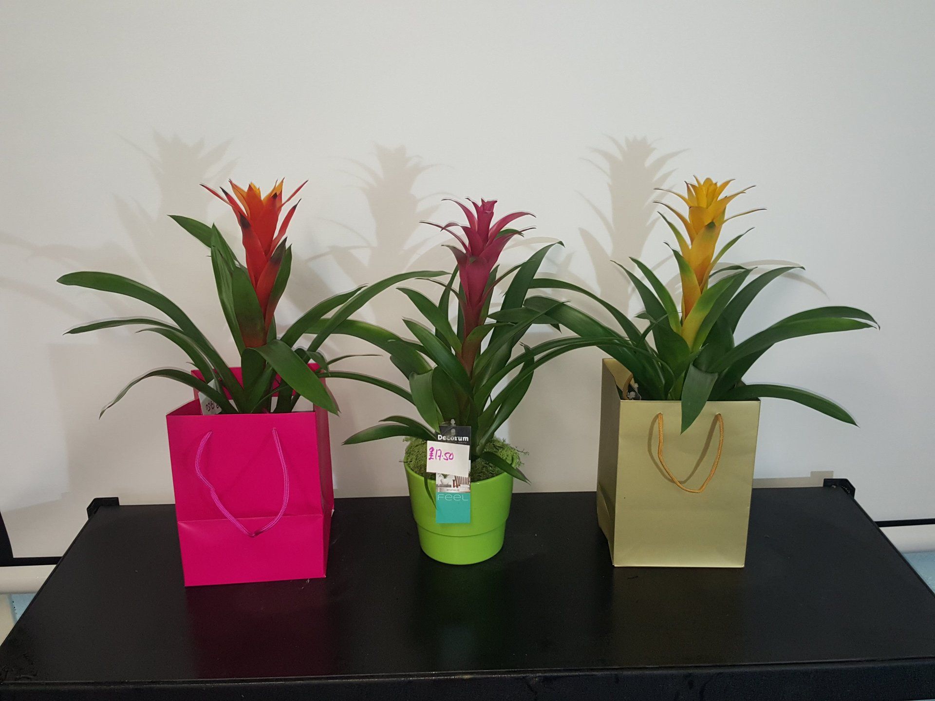 Indoor and Outdoor Plant 18