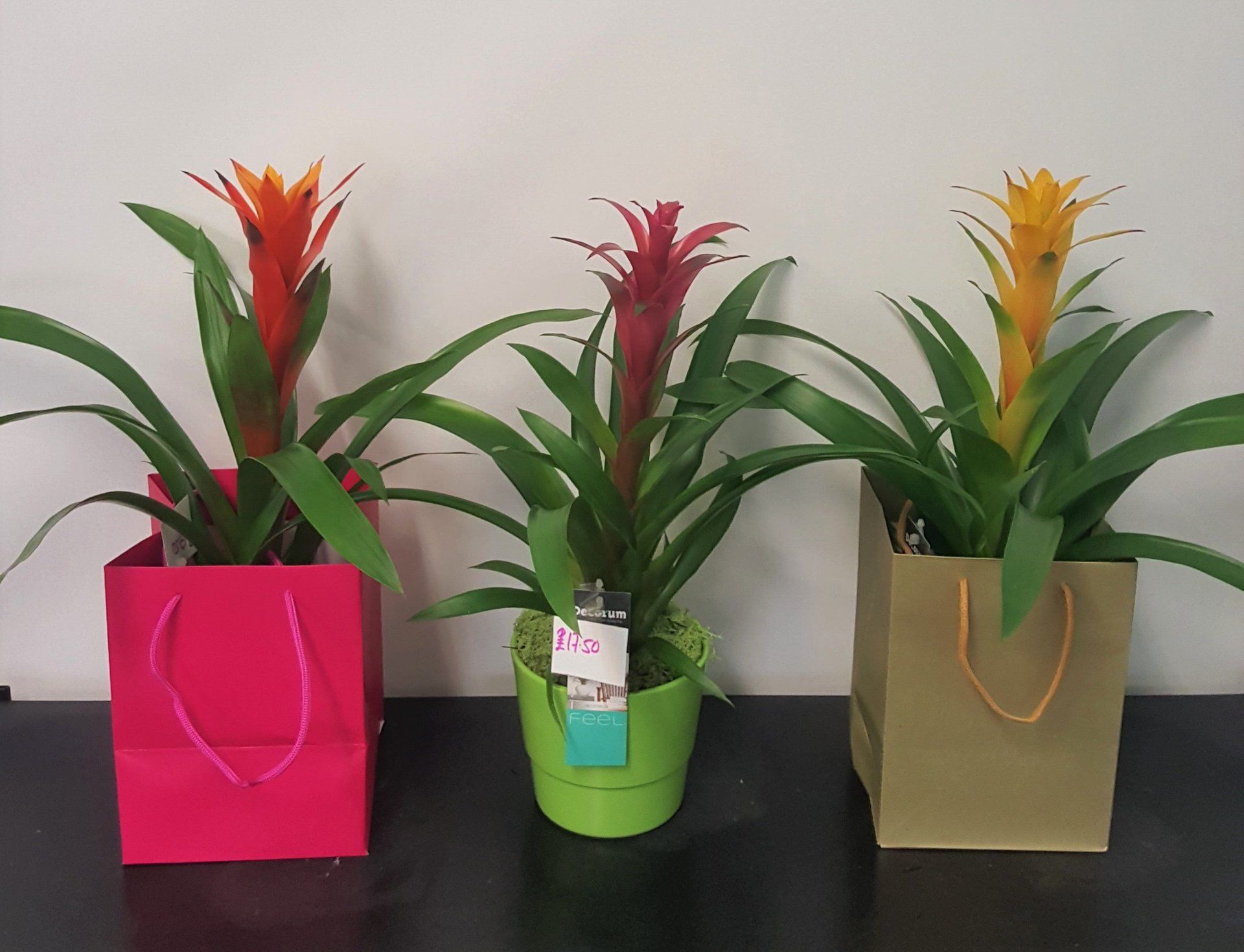 Indoor and Outdoor Plant 34