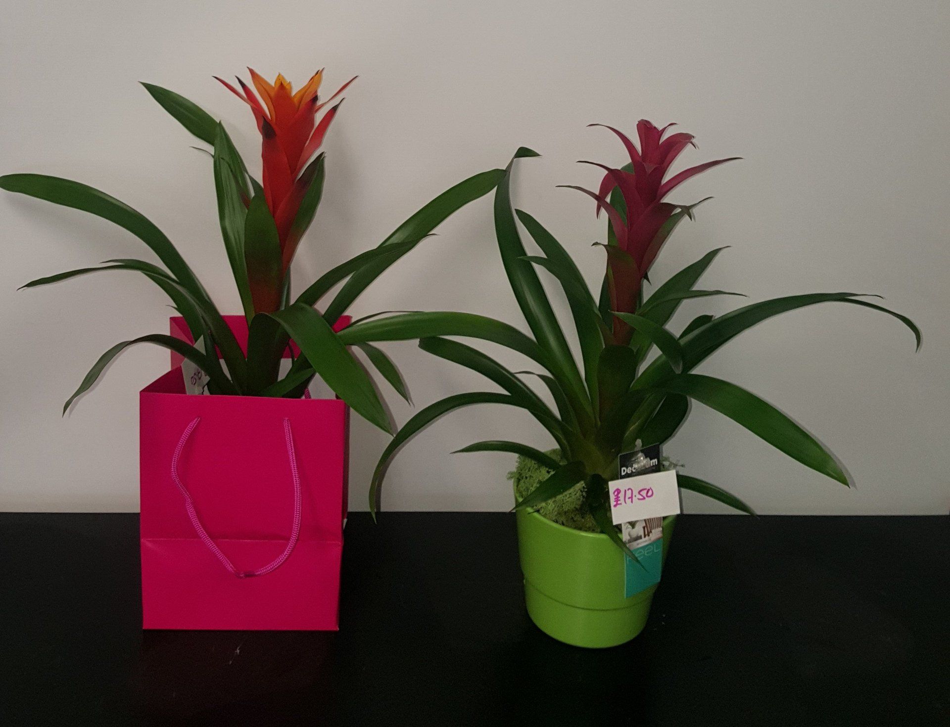 Indoor and Outdoor Plant 33