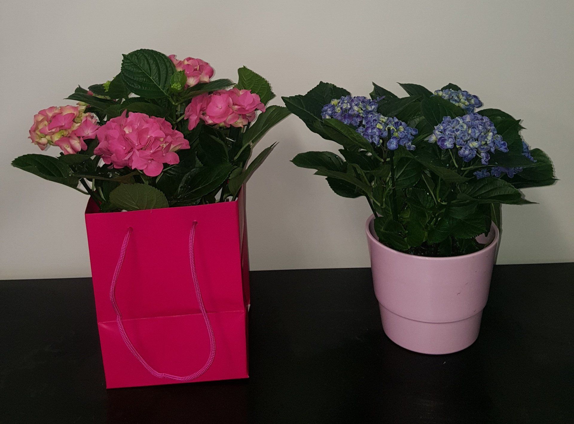 Indoor and Outdoor Plant 32