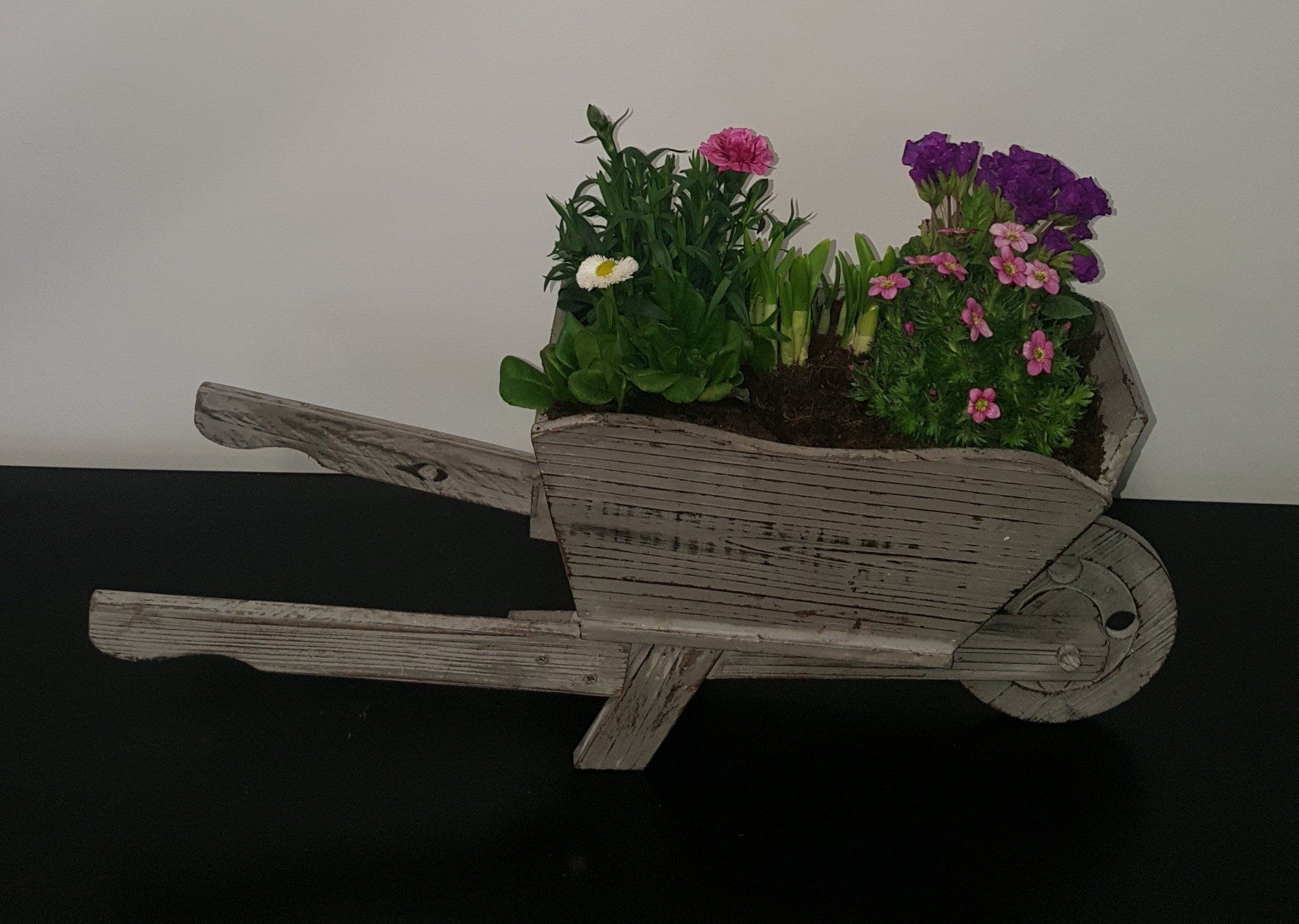 Indoor and Outdoor Plant 31