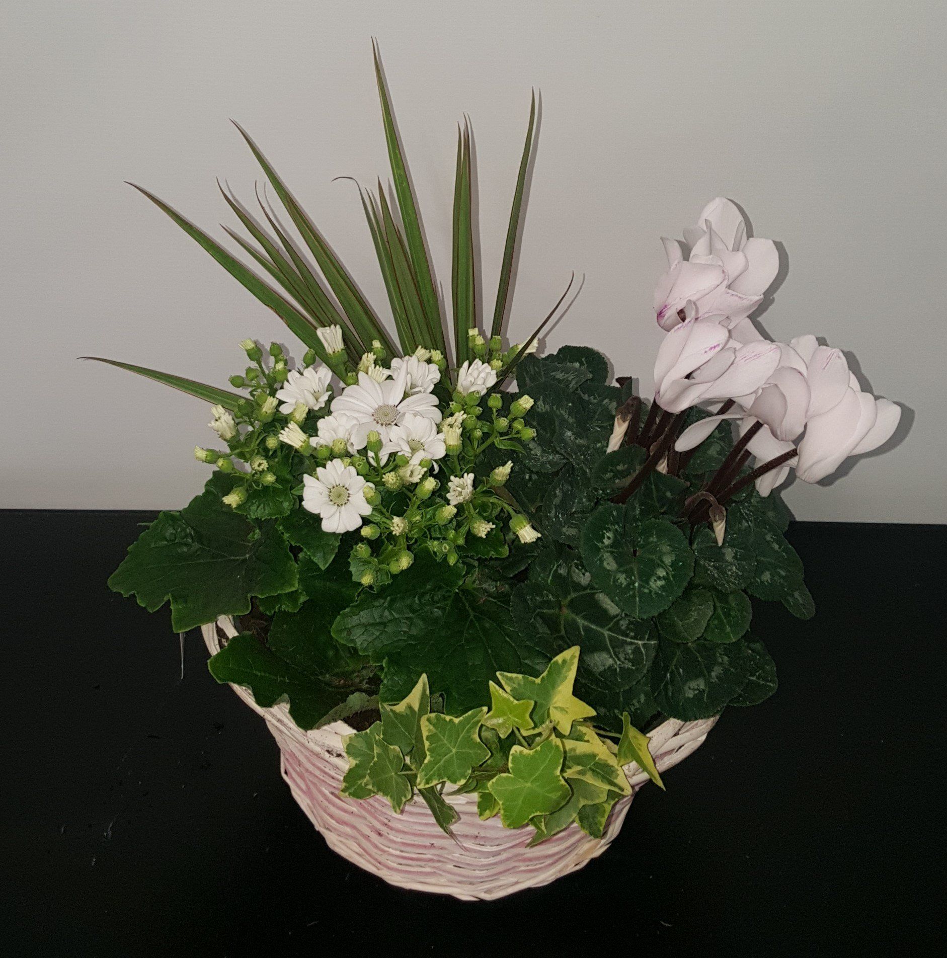 Indoor and Outdoor Plant 30